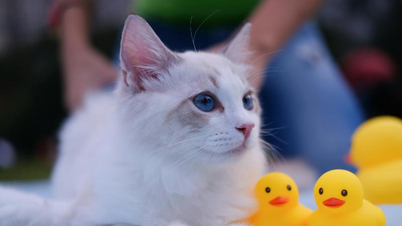 A fluffy white cat with striking blue eyes lies beside yellow rubber ducks. The background is softly blurred, creating a serene, playful scene.