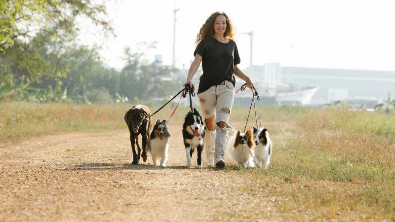 Woman joyfully walks six dogs of various breeds on a sunny, rural path. The scene conveys happiness and freedom, with greenery in the background.