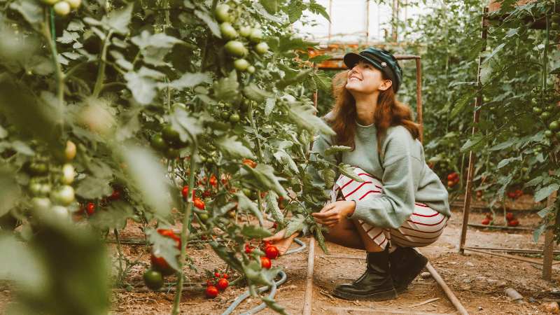 A woman in a cap and sweater crouches smiling in a lush greenhouse, surrounded by green and red tomatoes, creating a joyful and serene atmosphere.